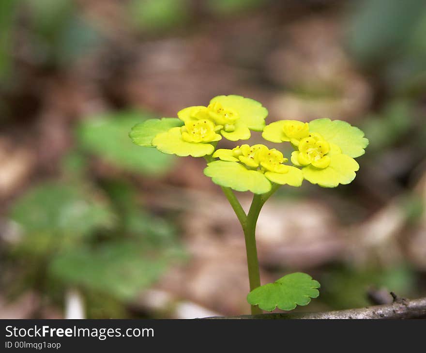 Primrose in a spring forest