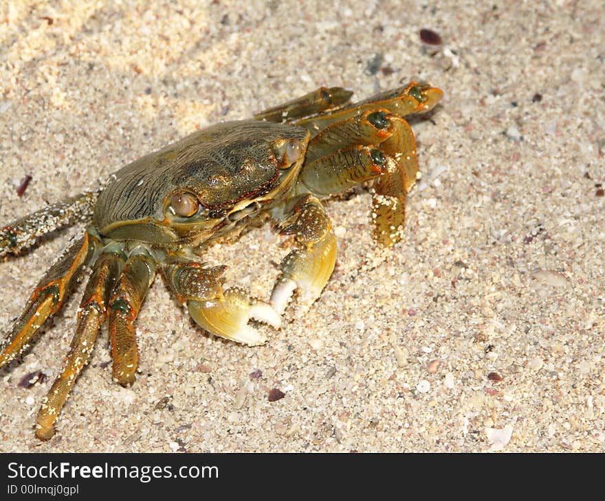 Land-crab on a sand