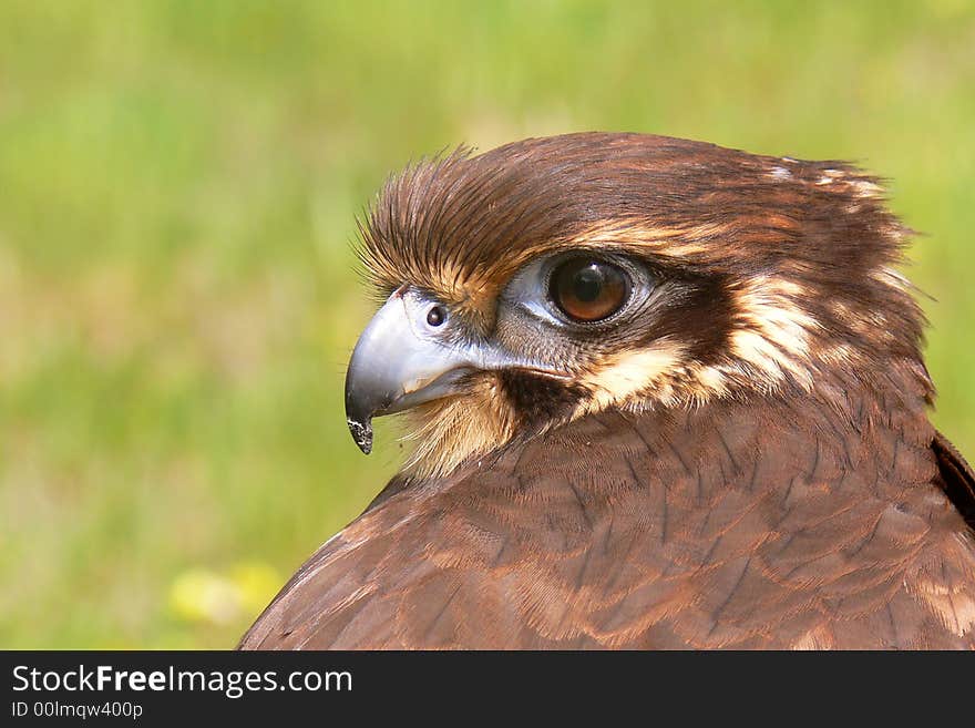 A Young Brown Falcon perched in a field