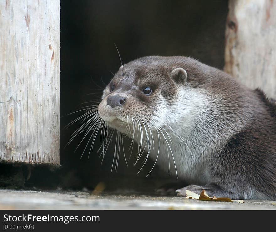 Otter