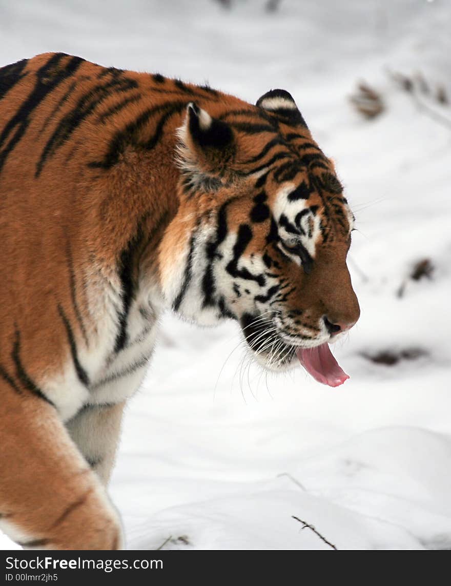 The tiger from Moscow zoo