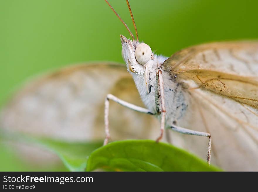 Funny portrait of a white butterfly