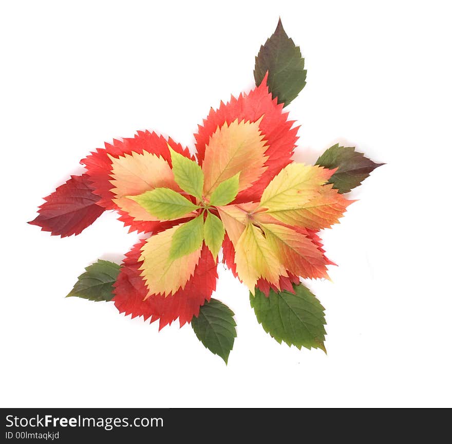 Autumn background ( color leaves on the white background). Autumn background ( color leaves on the white background)