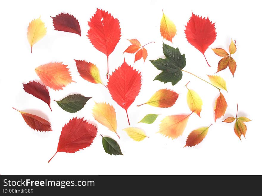 Autumn leaves