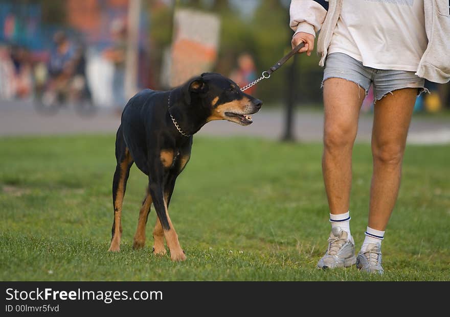 Dobermann and master walking in a park-detail.
Shot with Canon 70-200mm f/2.8L IS USM. Dobermann and master walking in a park-detail.
Shot with Canon 70-200mm f/2.8L IS USM