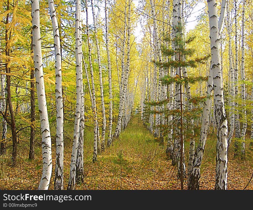 Beautiful quiet park in  autumnal colors, with bright colored leaves covering the ground. Beautiful quiet park in  autumnal colors, with bright colored leaves covering the ground.