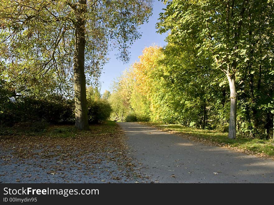 A chestnut,oak and maple forest. A chestnut,oak and maple forest.