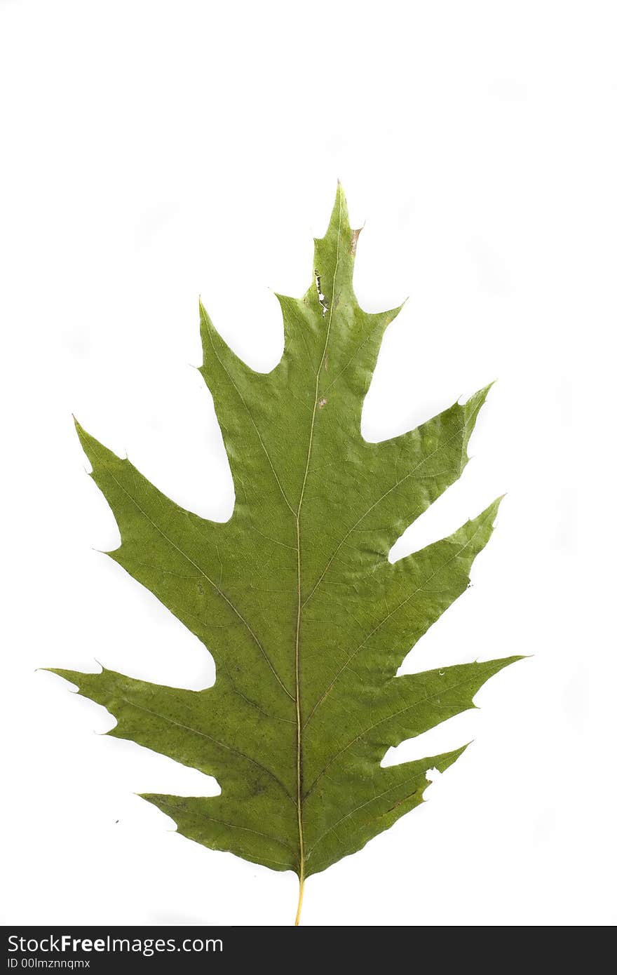 Gold and green autumn leaf on white background