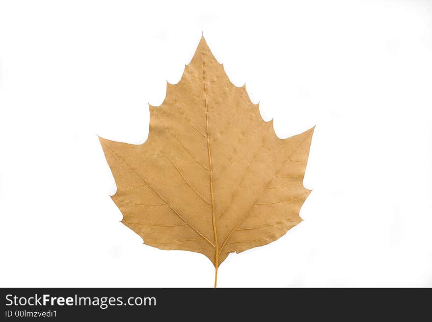 Gold and green autumn leaf on white background