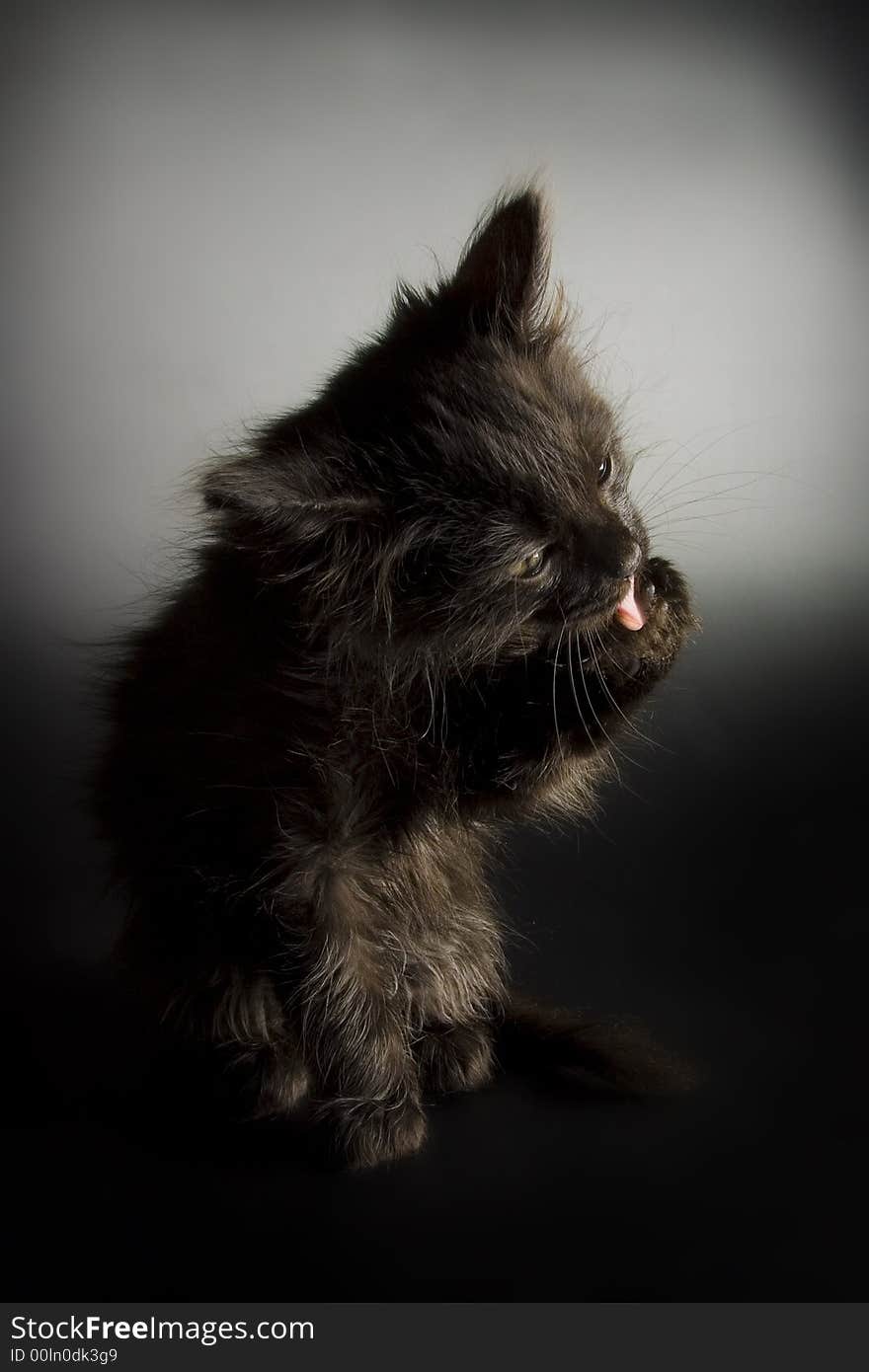 Black Kitten