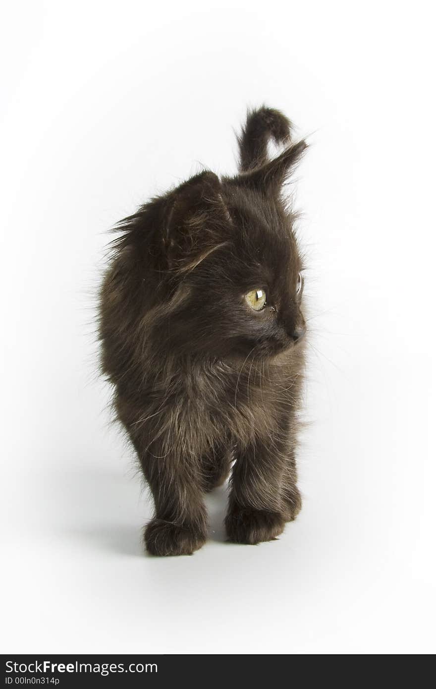 Black kitten isolated on white background