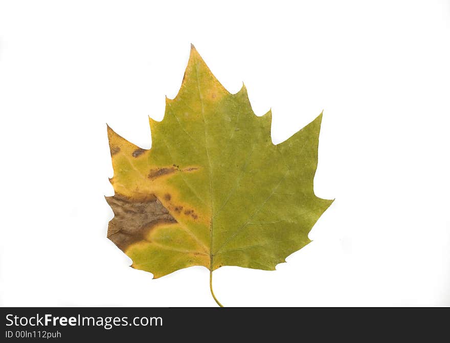 Gold and green autumn leaf on white background