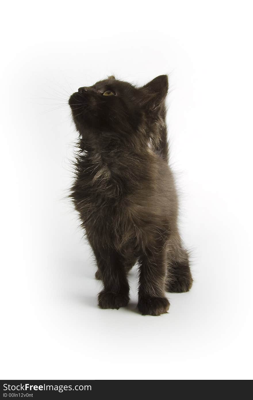 Black kitten isolated on white background