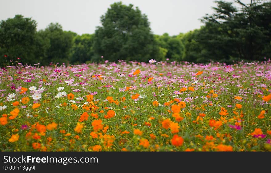 Flowers