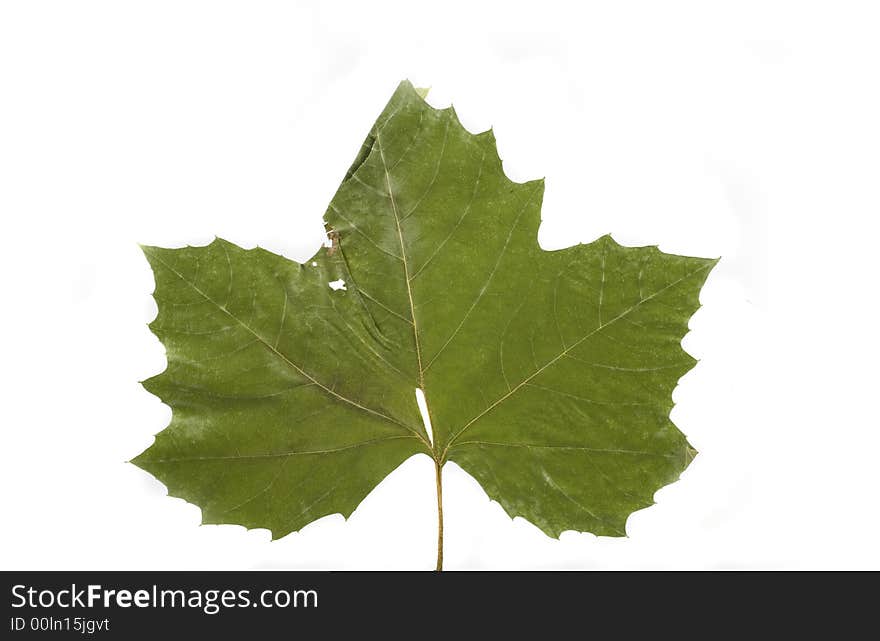 Gold and green autumn leaf on white background