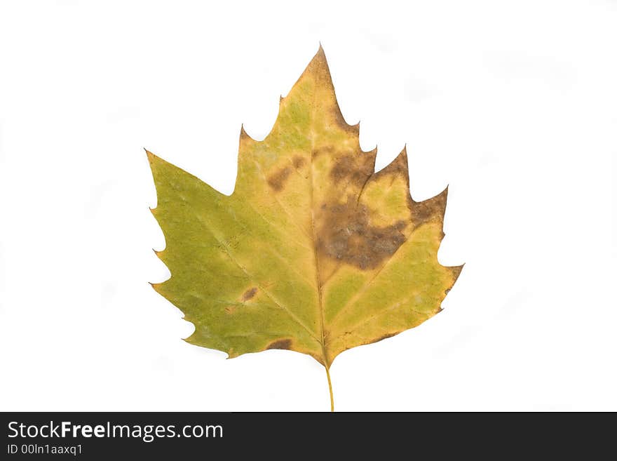 Gold and green autumn leaf on white background