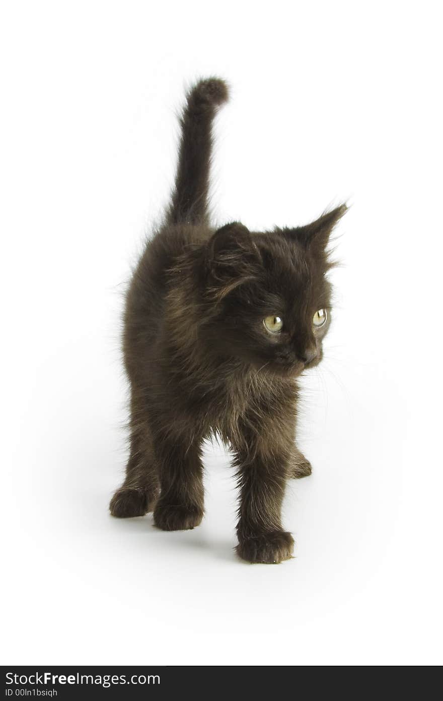 Black kitten isolated on white background