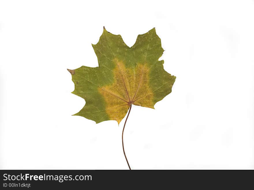 Gold and green autumn leaf on white background