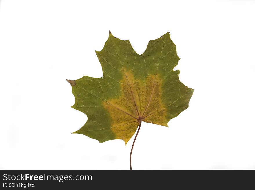 Gold and green autumn leaf on white background