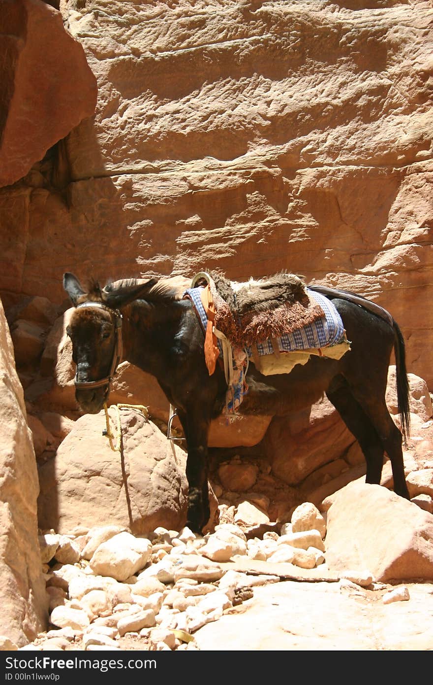 Trail ride donkey