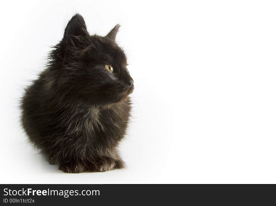 Black kitten isolated on white background