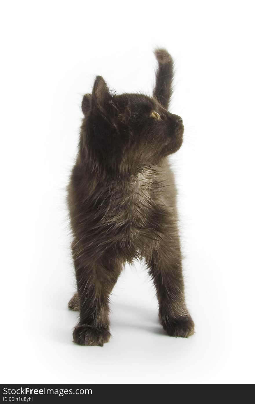 Black kitten isolated on white background