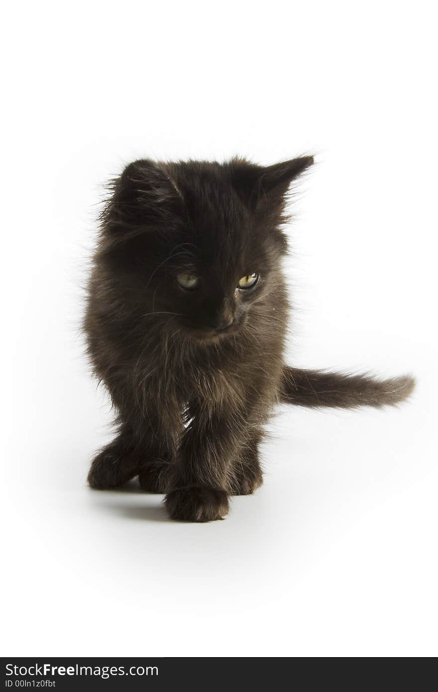 Black kitten isolated on white background