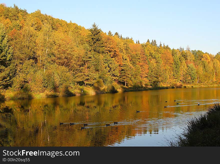 Lake and wood