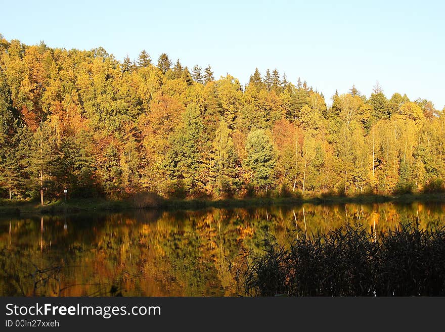 Lake and wood