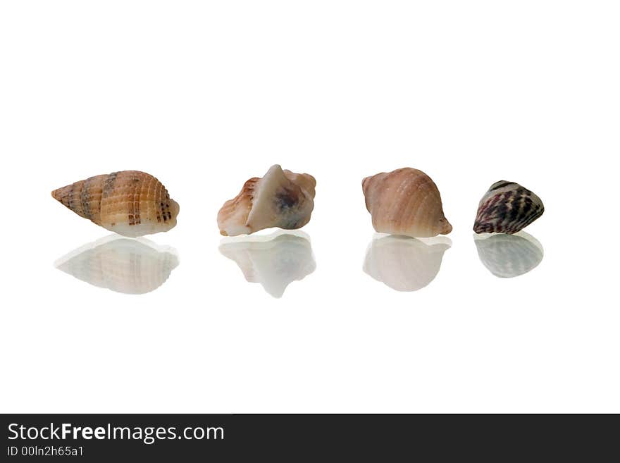 Little seashells isolated over white background