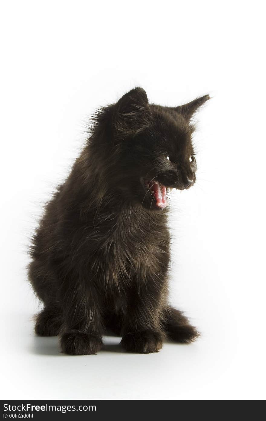 Black kitten isolated on white background