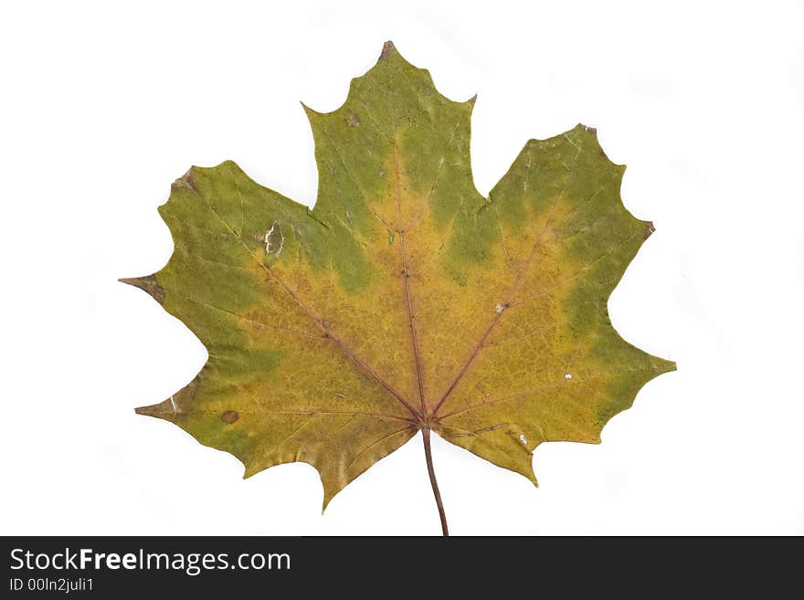 Gold and green autumn leaf on white background