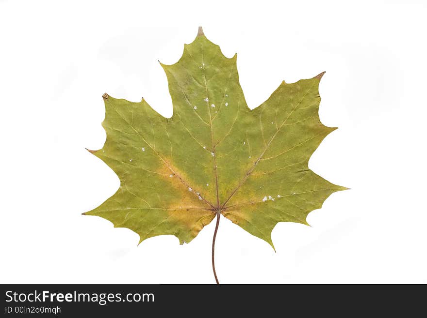 Gold and green autumn leaf on white background