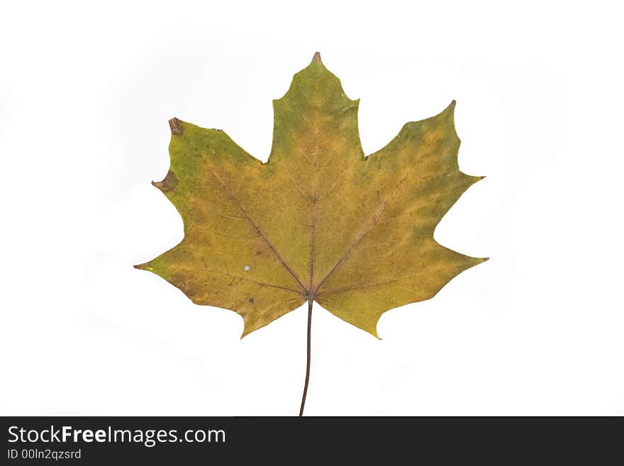 Gold and green autumn leaf on white background