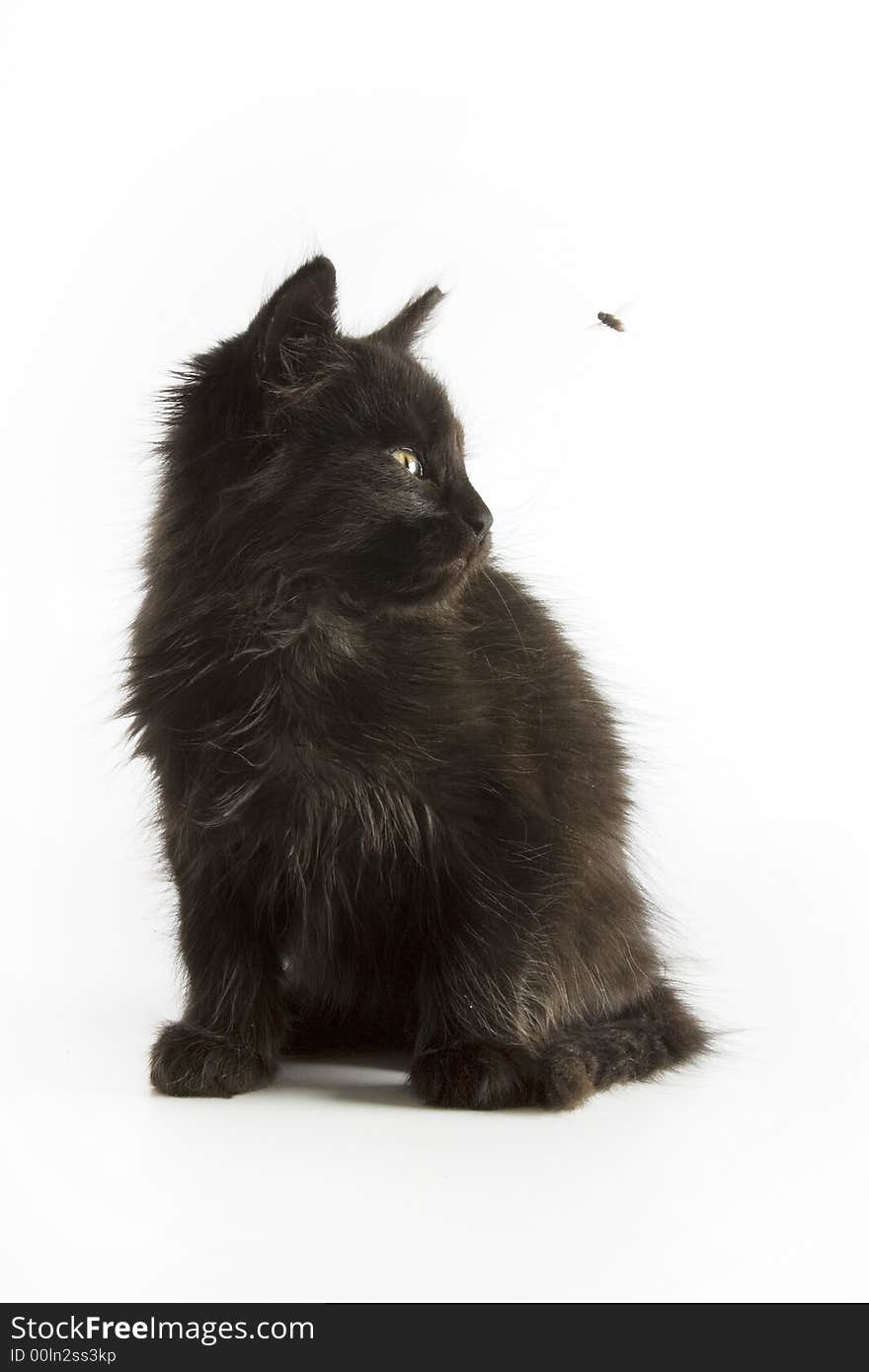 Black kitten isolated on white background