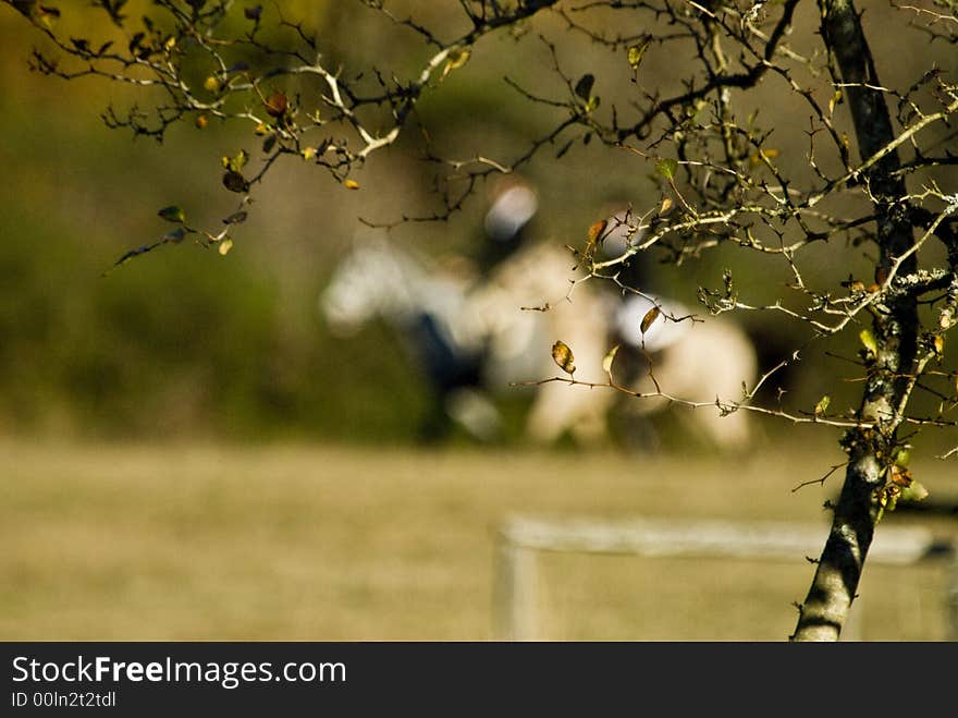 Horses performing at the Woodbrook Hunt Club. Horses performing at the Woodbrook Hunt Club