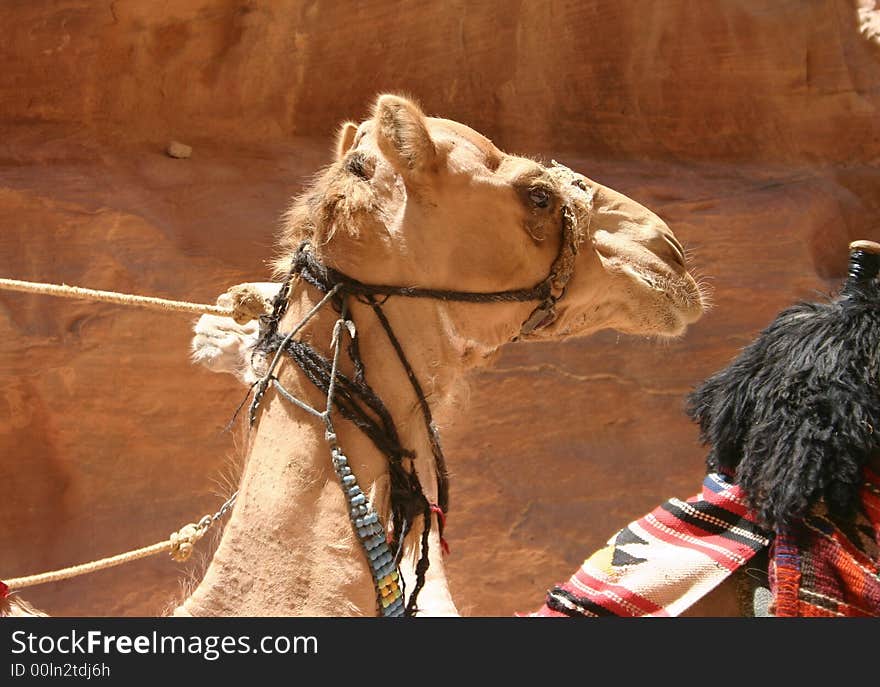 One Camel