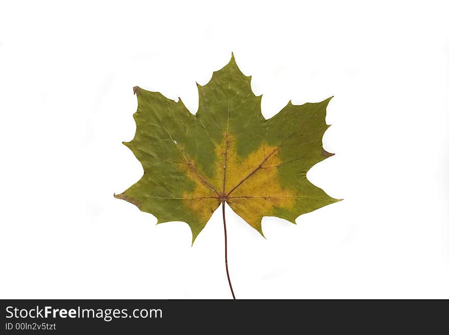 Gold and green autumn leaf on white background