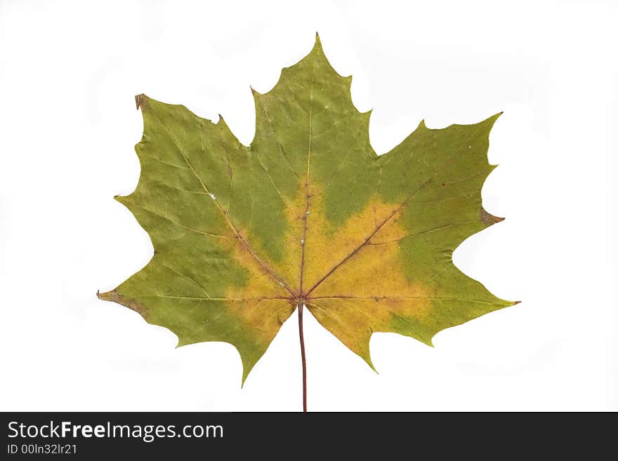 Gold and green autumn leaf on white background