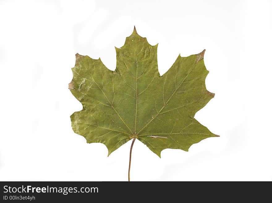 Gold and green autumn leaf on white background