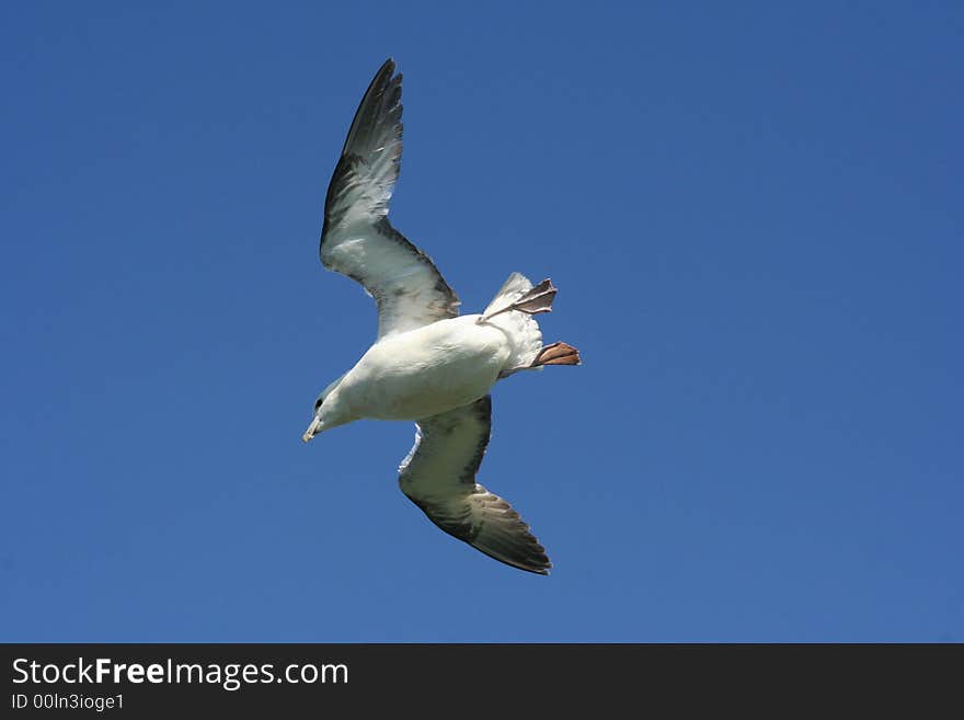 A soaring seagull captured in flight. A soaring seagull captured in flight