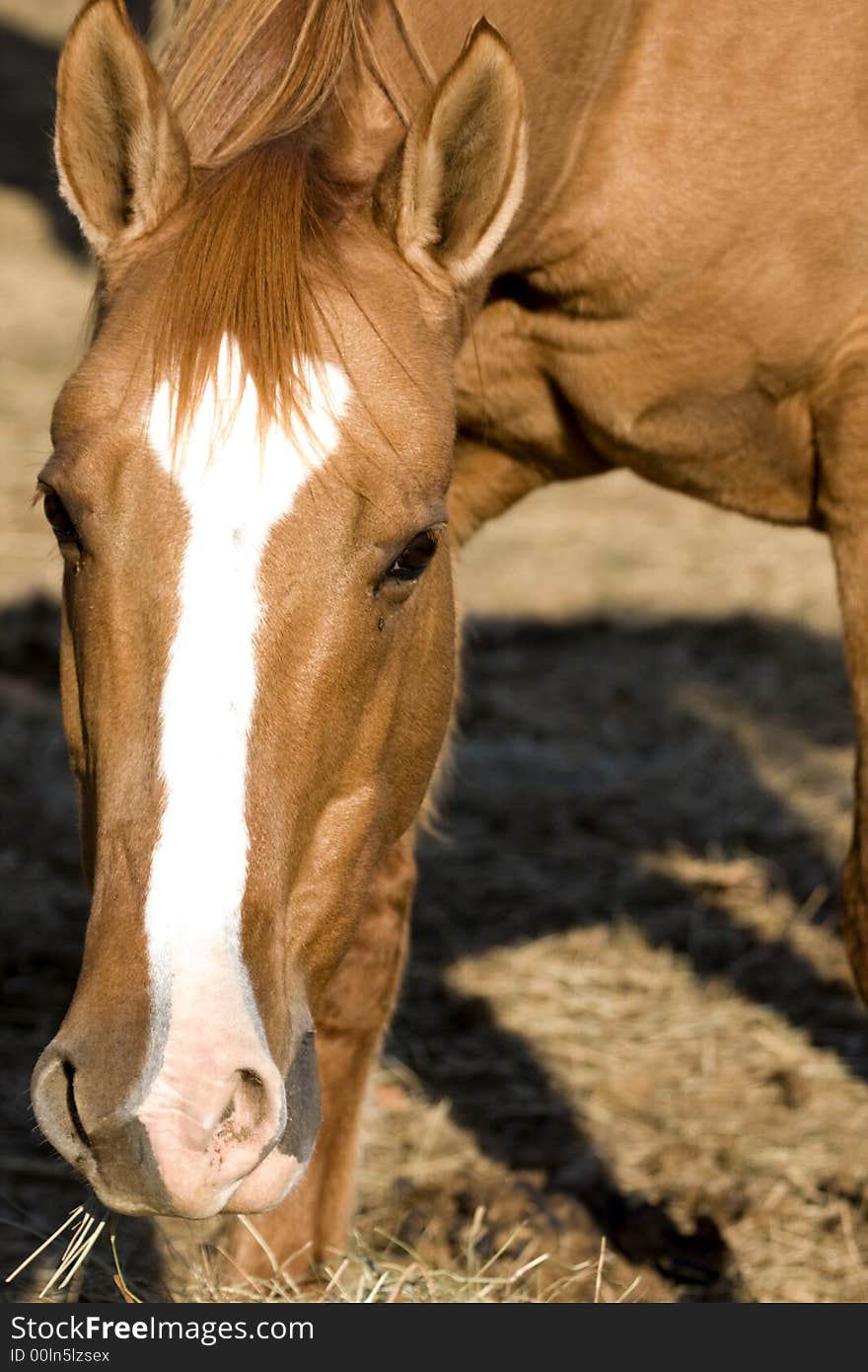 Horse Eating Hay