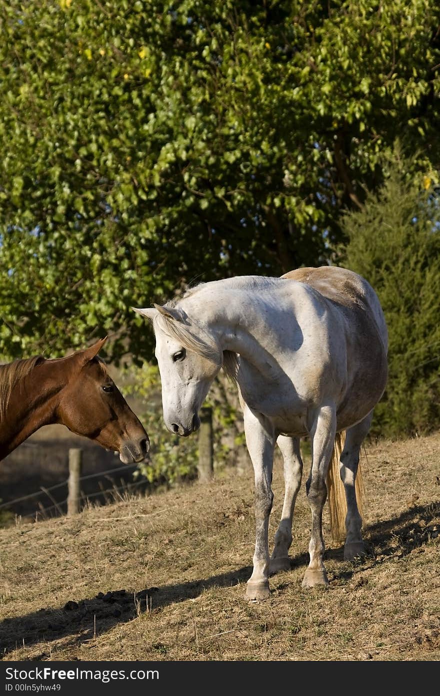 Horse Kiss