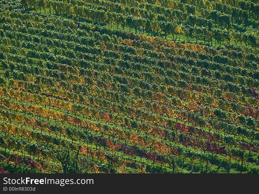 Colorful vineyard in the mountains of Austria. Colorful vineyard in the mountains of Austria