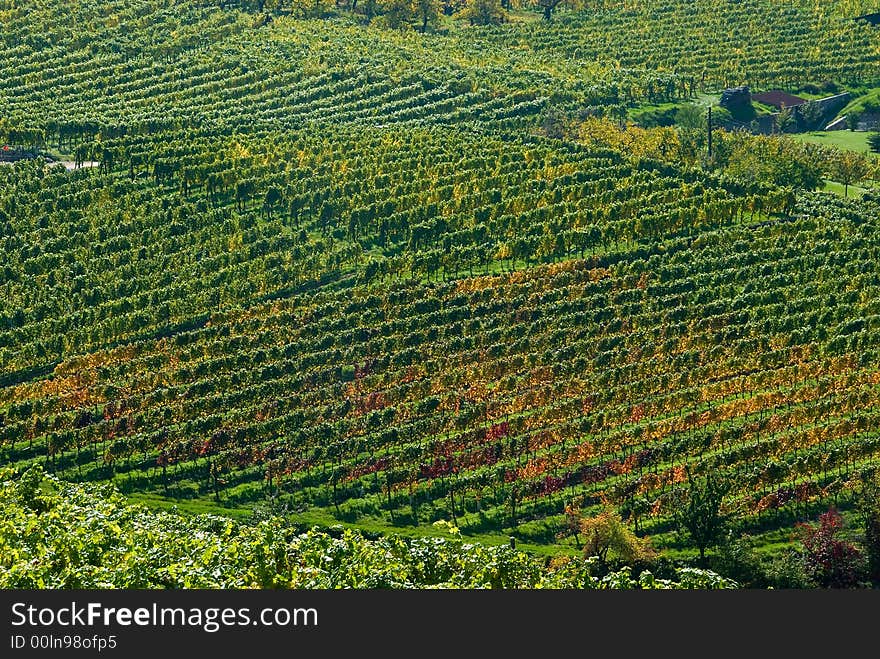 Colorful vineyard in the mountains of Austria. Colorful vineyard in the mountains of Austria