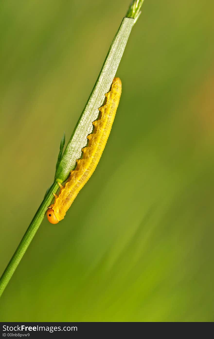 Caterpillar