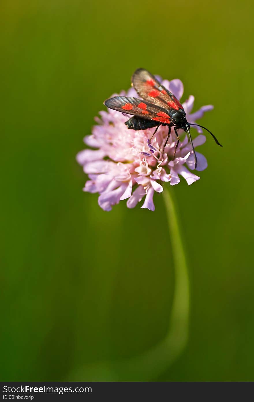 Six-spot Burnet on a flower