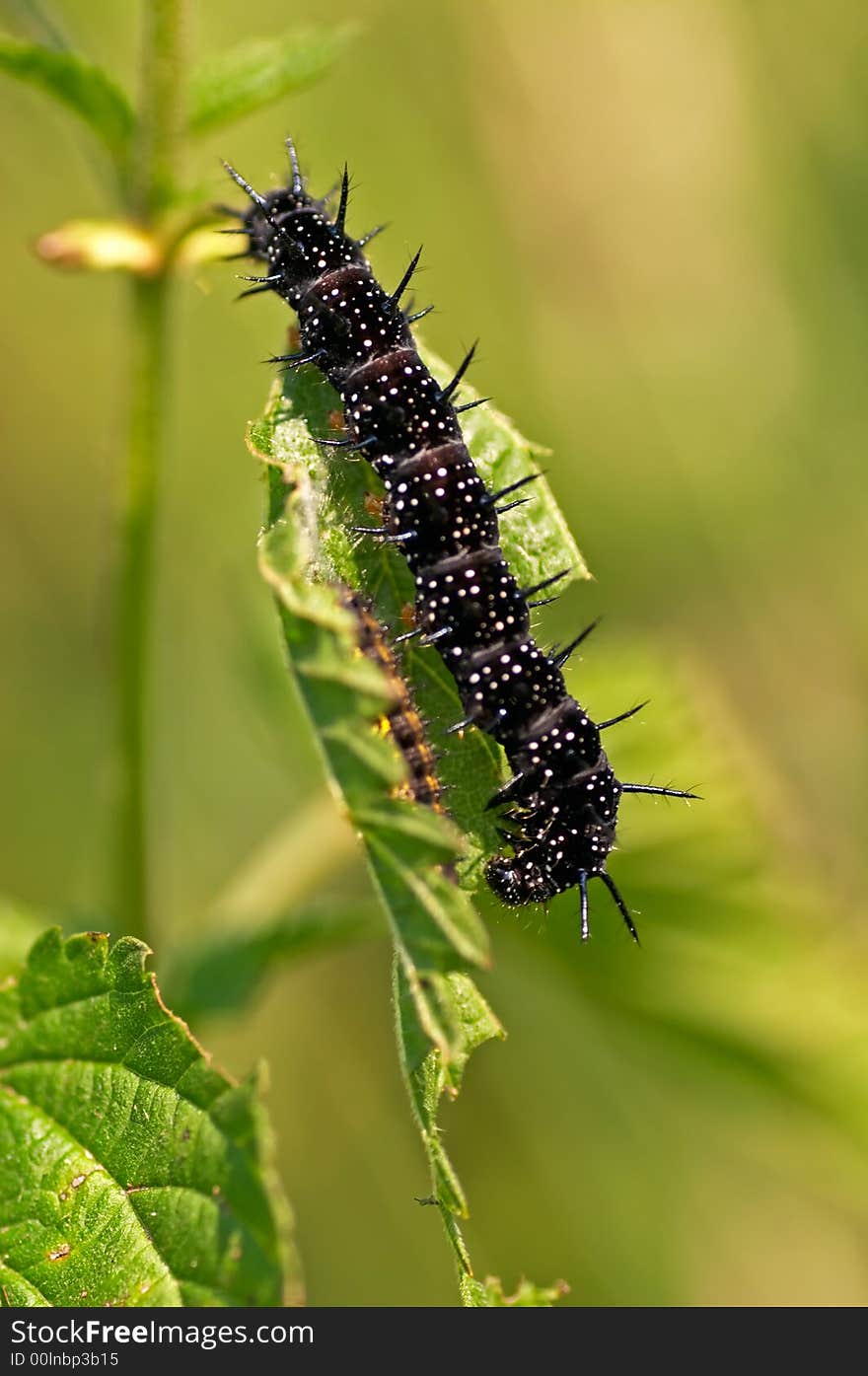 Caterpillar on the plant stem