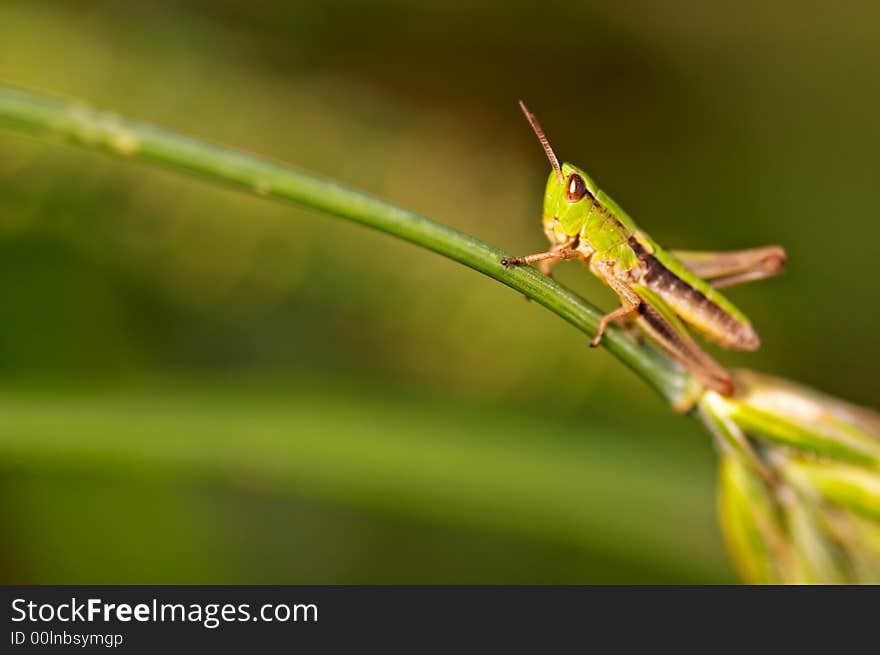 Grasshopper sitting on a blade closeup