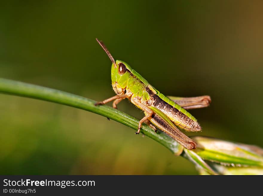 Grasshopper sitting on a blade closeup